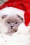 Christmas cat in red Santa Claus cap. British cat color blue-po