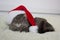 Christmas cat in red Santa hat lay on light soft plaid at home, pet symbol of New year 2023 looking seriosly front