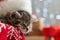 Christmas cat wearing Santa Claus hat sleeping on plaid under christmas tree with blurry festive decor. Adorable little tabby