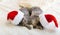 Christmas cats. Cute tabby kittens sleeping together in christmas hats. Santa Claus hats on pretty Baby cat. Kids animal kitty and