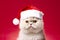 Christmas Cats: Feline Festive Frenzy