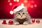Christmas Cats: Feline Festive Frenzy