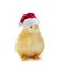 Christmas chicken isolated