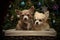 Christmas Chihuahuas in a basket