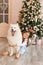 Christmas Child girl with dog Samoyed. New Year at home