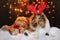 Christmas collie dog with gift