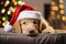Christmas companion: golden retriever in Santa hat