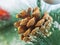 Christmas composition. A real pine cone on a blurred artificial Christmas tree with balloons in the background and rays of light.