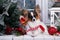 Christmas Continental toy spaniel papillon New Year`s