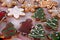 Christmas cookies funny gingerbread man, snowflakes, tree on the baking tray