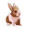 Christmas cute little rabbit. Digital art illustration of a hand drawn hare. Christmas, santa claus.