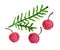 Christmas cute tree branch and berry set. Hand painting acrylic, oil paints or gouache matte simple art.