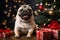 Christmas cuteness: pug and gift boxes