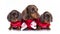 Christmas dachshund puppies