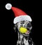 Christmas dalmatian dog with a ball. Isolated on black