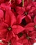Christmas Decor Poinsettias  On Close Shot With Blurred Background