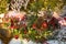 Christmas decor for a shopping center. tall spruces with birds, toys and other ornaments. a fox sits in the fir trees, hiding