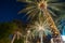Christmas decoration background palm tree
