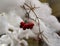 Christmas decoration: branches with artificial snow made from cotton wool and red rowan berries.