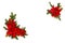 Christmas decoration. Flower of red poinsettia, branch christmas tree, christmas ball, red berry and cone spruce on a white