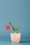 Christmas decoration in form of red snowflake on green aloe vera in pot on blue background