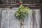 Christmas decoration holly on the wooden door, retro background