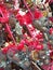 Christmas decoration of metal hearts filled with cinnamon bark, walnut and pine cone