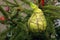 Christmas decoration of a pear