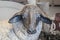 Christmas decoration sculpture of lamb in front of other blurred Christmas items - close-up