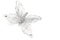 christmas decoration shiny butterfly on white isolated background