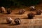 Christmas decoration. Small pine cones on a rustic table