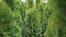 Christmas decoration instead of standard spruce. Evergreen coniferous tree. Large growing seedling