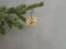 Christmas decoration straw star on silver spruce tree branch on