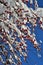 Christmas decorations of winter nature - red wild apples snow-covered