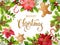 Christmas design composition of poinsettia, fir branches, cones, gingerbread, candy cane, holly and other plants. Cover, invitatio