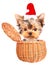 Christmas dog as santa in a basket
