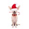 Christmas dog as santa claus