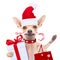 Christmas dog as santa claus