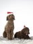Christmas dog concept image with labradoodles