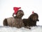 Christmas dog concept image with labradoodles