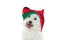 CHRISTMAS DOG. CUTE MALTESE WEARING A RED AND GREEN SANTA CLAUS HAT. ISOLATED SHOT AGAINST WHITE BACKGROUND