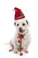 Christmas dog with jingle bells
