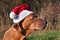 Christmas dog. Sad dog eyes. Rhodesian ridgeback portrait. Looking into the eyes of the dog.