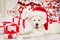 Christmas Dog in Santa Hat with Gift Boxes. Funny White Retriever Puppy in front of Shining Fireplace and Xmas Tree Lights