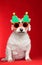 Christmas dog wearing glasses