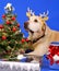 Christmas dog1