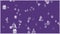 Christmas Elements Background - Purple.