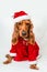 Christmas English Cocker Spaniel in red christmas costume