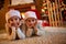 Christmas eve -children waiting for Santa Claus