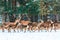 Christmas fairytale. Winter wildlife landscape with noble deers during snowstorm. Artistic winter christmas nature image. Many